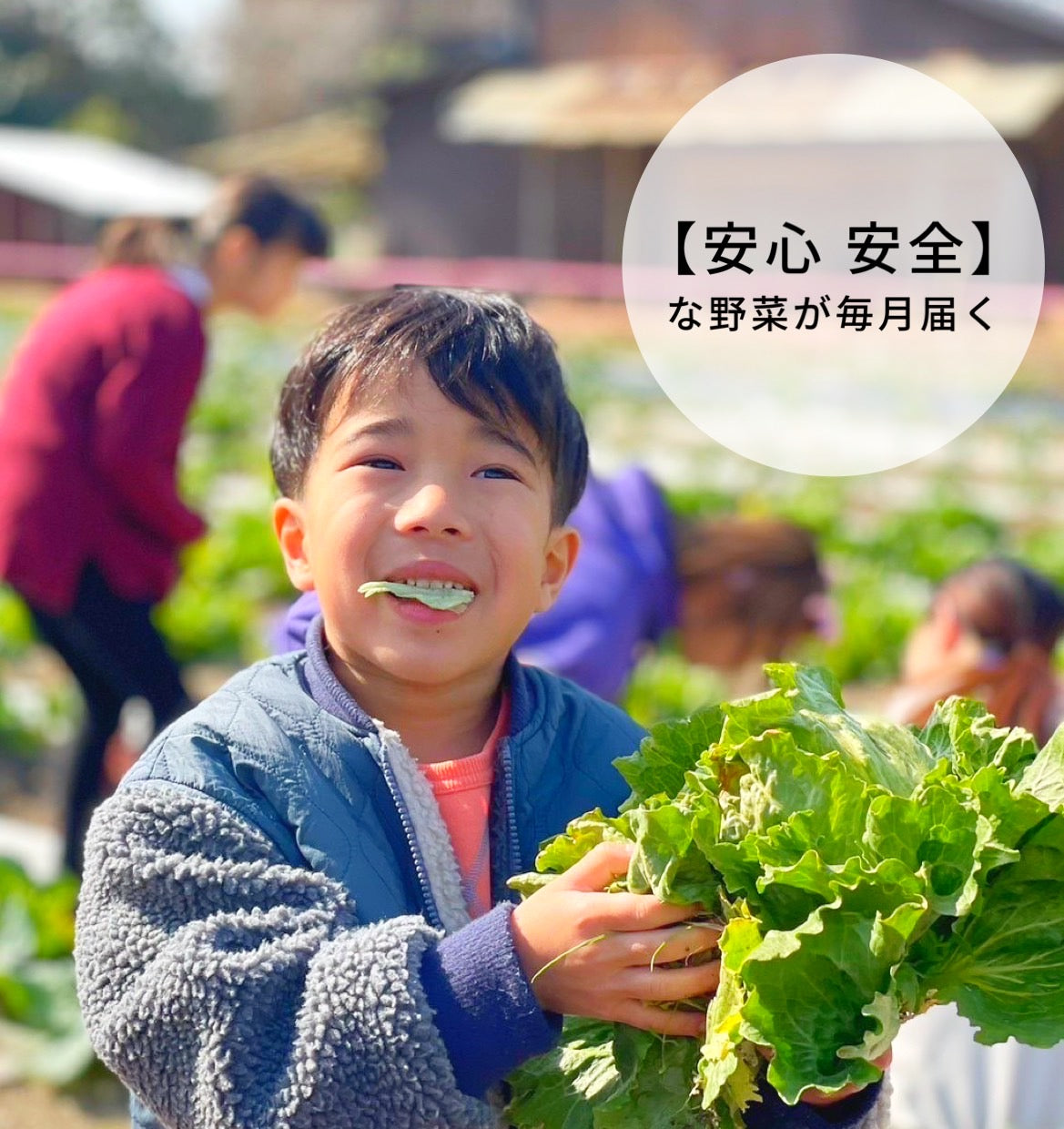 食育プログラム(月額)